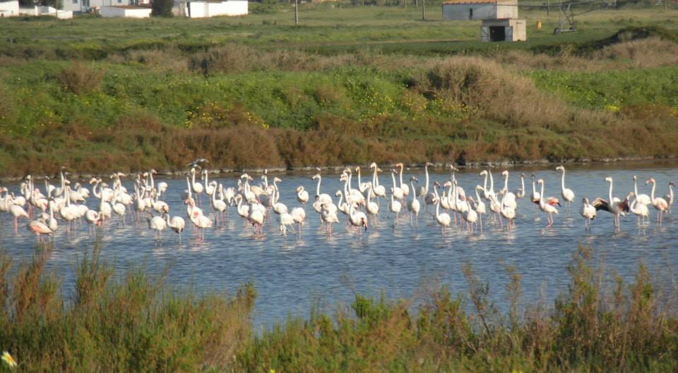 Sal e Flamingos – Salinas do Samouco